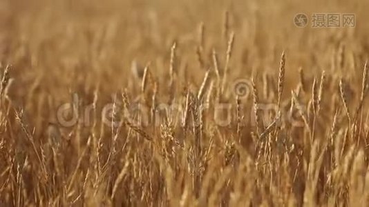 麦穗于田田，田深浅.. 黄金熟麦田.. 丰收和农业主题视频