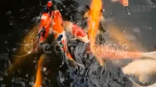 充满活力的七彩日本锦鲤鱼在传统的花园池塘游泳。 中国花剑在水面下。视频