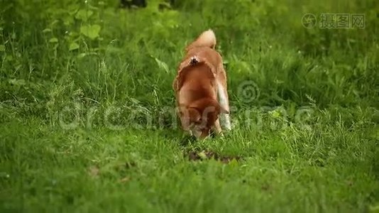 狗石霸伊努在找东西视频