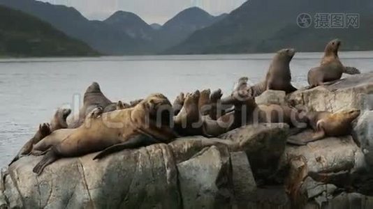 新手史黛勒海狮。 靠近堪察加半岛的太平洋岛屿视频