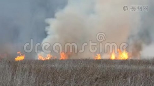 燃火于自然，天灾.. 燃烧着森林中干枯的草和灌木丛的巨大火焰视频