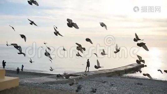 海鸥群从海上的码头飞走了视频