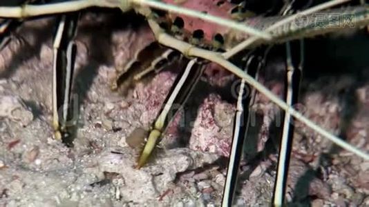 在马尔代夫海底寻找食物的龙虾蟹。视频