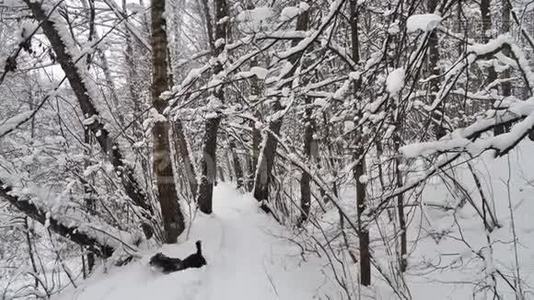 在寒冷多雪的冬日，树木覆盖着新鲜的雪视频