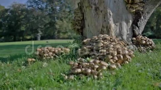 朴树下的蜜菌蘑菇视频