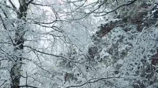 树木的冬季森林景观..视频
