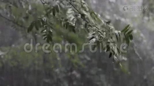 大雨落在树枝上视频