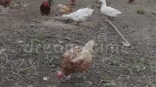 母鸡和公鸡正在农场的鸡舍里散步视频