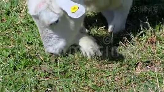 有孩子的山羊在农场的草坪上吃草。视频