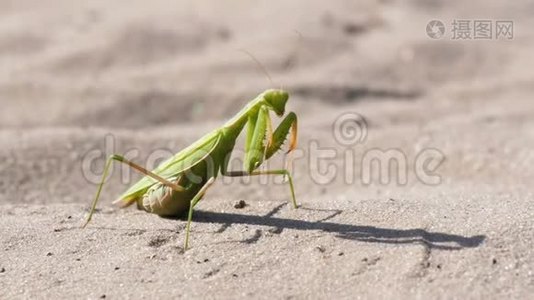 昆虫绿色的螳螂坐在沙子上，清理它的爪子视频