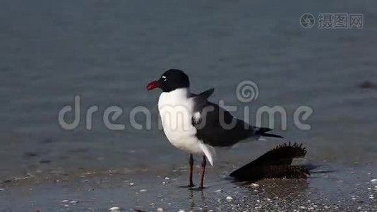 在佛罗里达的海滩上，笑着看到海鸥，视频