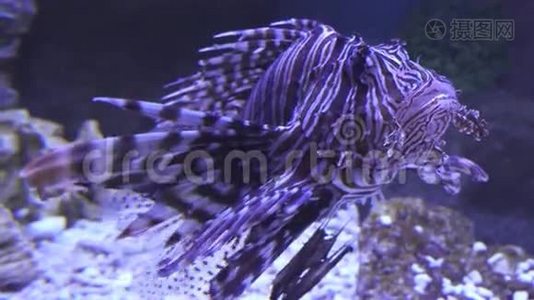 咸水水族馆里的红狮子鱼视频