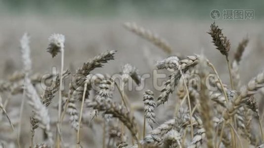 美丽的熟麦地，小麦穗随风摇摆视频