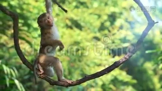 在低地热带雨林里，小猴子挂在利亚纳视频