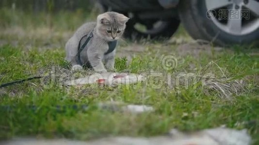 英国短毛猫靠近长矛捕鱼-在露营时在草地上玩淡水鱼视频