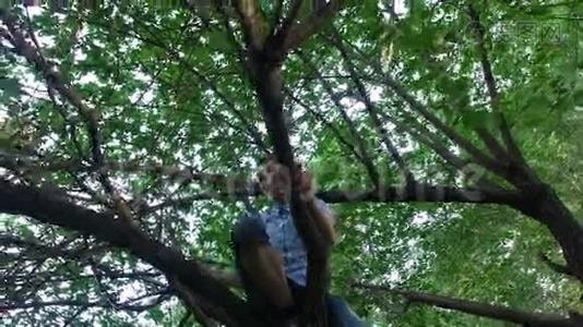 少年爬上老树。 这个男孩真的很喜欢爬在树上。视频