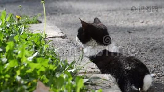 饥饿的猫准备攻击以猎食视频