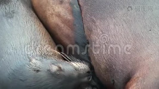 母毛海豹狮子在加拉帕戈斯海滩上喂婴儿吮奶。视频