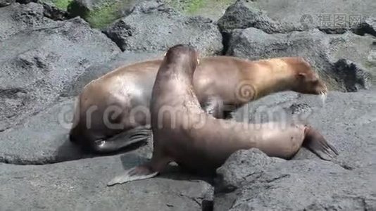 母毛海豹狮子在加拉帕戈斯海滩上喂婴儿吮奶。视频