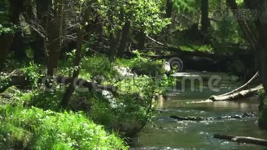 美丽的山溪。 干净的水。 慢镜头。视频