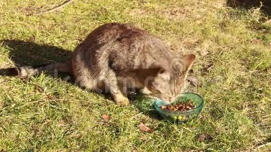 吃食物的猫视频