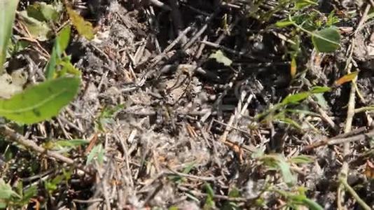 蚁群在蚁丘。 野生动物昆虫视频