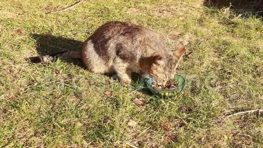 吃食物的猫视频