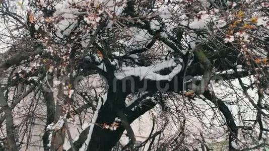 春天暴风雪的后果。 破碎的开花树，雪枝，雪和花，降雪，气候视频
