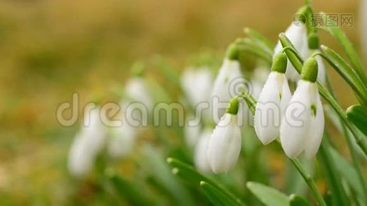 温柔风中的雪花。视频