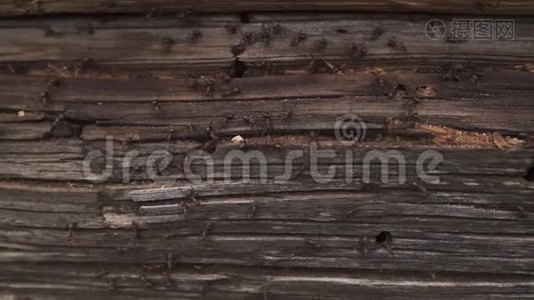 蚂蚁窝在柴火蚂蚁爬在木头的老房子上视频