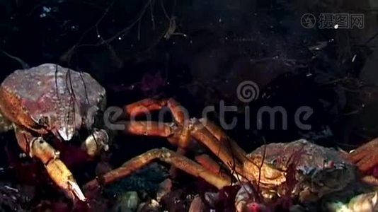 俄罗斯白海海底，靠近摄像机的蟹黄在水下接近。视频