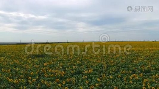 黄色葵花田的鸟瞰图视频