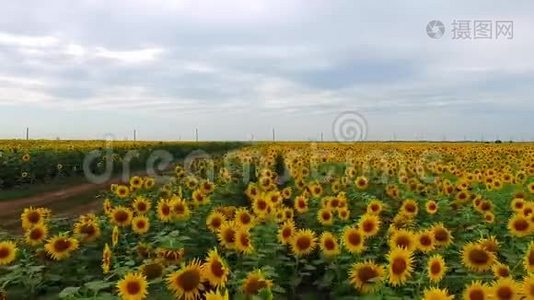 黄色葵花田的鸟瞰图视频