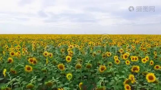 鸟瞰黄色向日葵田.视频