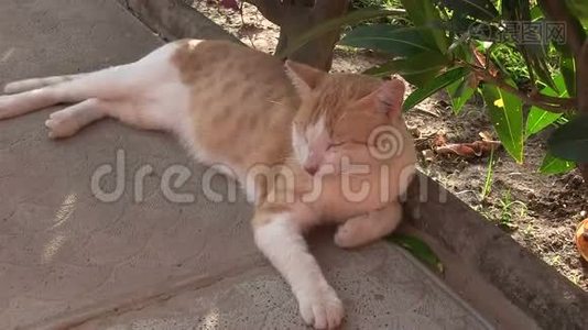 猫在小径上晒日光浴。视频