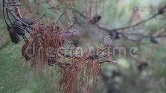 秋天的风景。 秋天的背景。 落叶橡树叶，抽象的自然背景有限的景深。 有空间给泰克斯视频