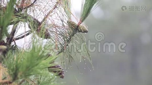 秋天的风景。 秋天的背景。 落叶橡树叶，抽象的自然背景有限的景深。 有空间给泰克斯视频