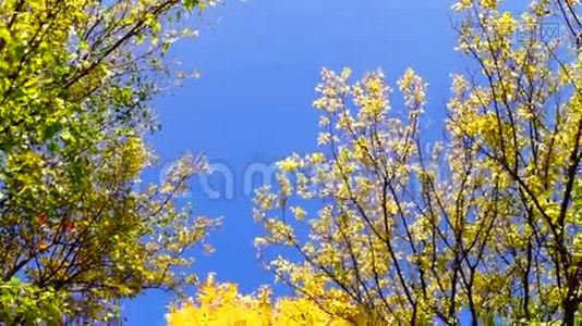 在公园阳光明媚的日子里，令人惊叹的树冠倾斜下来，蓝天视频