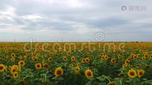 鸟瞰黄色向日葵田.视频