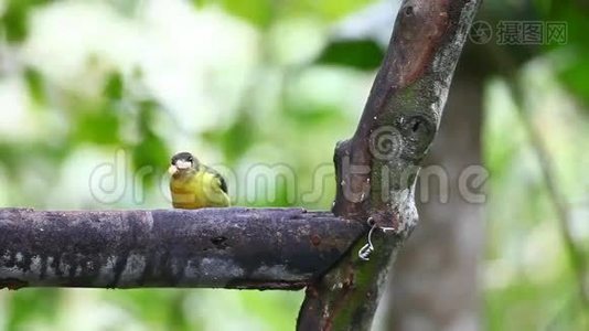 Lemon-rumped Tanager，Ramphocelusicteronotus，在厄瓜多尔的一个饲养站视频