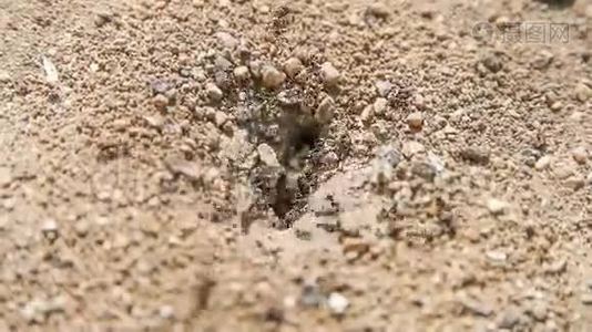 蚂蚁大厦地面巢视频