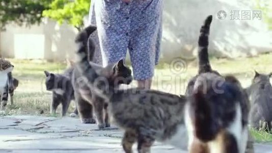 在街上喂无家可归的猫的女人。 动作缓慢。 3840x2160视频