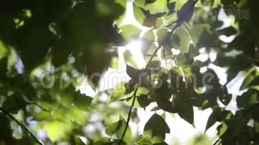 夏天树枝上的叶子视频