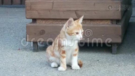 无家可归的红小猫在街上。 可爱的猫脸。 4k视频