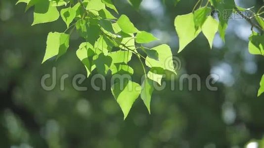 绿色的树枝上有白色的背景。 阳光让树在风中摇曳慢动作视频生活方式视频