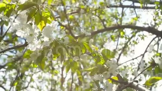 春天阳光明媚的下午，开着花的樱桃。视频