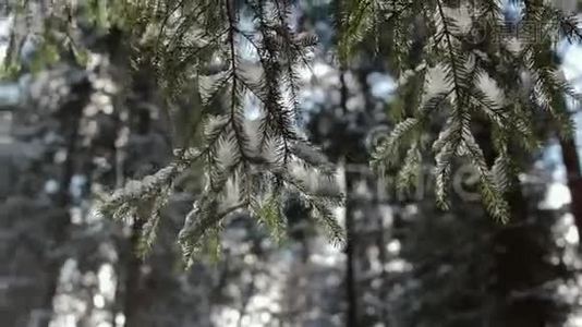 美丽的冬季景观，白雪覆盖的树木。 慢慢下雪，晴天视频