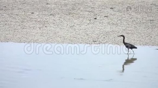 太平洋礁鹭鹭在水中狩猎视频