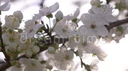 樱桃李子树的特写。 鲜花和阳光。 4k，慢动作视频