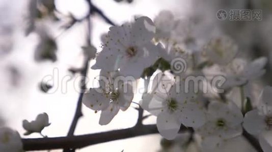 樱桃李子树的特写。 鲜花和阳光。 4k，慢动作视频